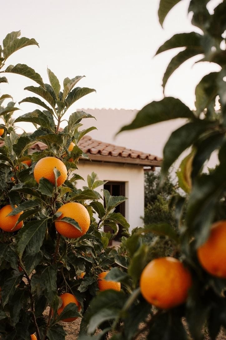 Orange trees laden with ripe citrus fruit growing in front of a Mediterranean-style house with terracotta roof